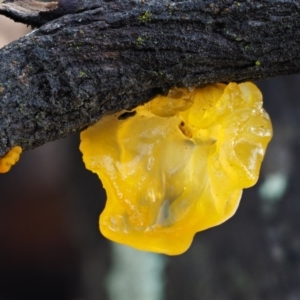 Tremella mesenterica at Acton, ACT - 6 Jun 2016