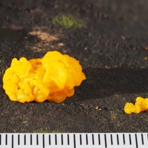 Tremella mesenterica at Acton, ACT - 6 Jun 2016