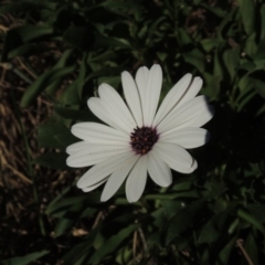 Dimorphotheca ecklonis (South African Daisy) at Monash, ACT - 11 Apr 2016 by MichaelBedingfield