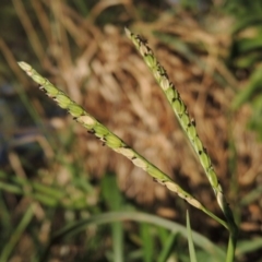 Paspalum distichum (Water Couch) at Tuggeranong Creek to Monash Grassland - 11 Apr 2016 by michaelb