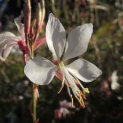 Oenothera lindheimeri (Clockweed) at Monash, ACT - 11 Apr 2016 by MichaelBedingfield