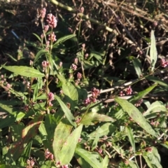 Persicaria decipiens at Monash, ACT - 11 Apr 2016 06:01 PM