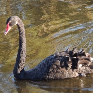 Cygnus atratus at Monash, ACT - 11 Apr 2016 06:11 PM