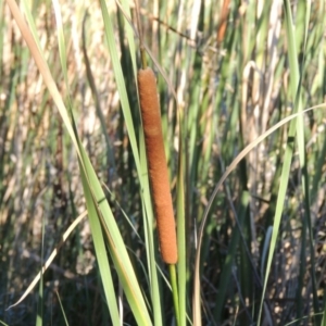 Typha domingensis at Monash, ACT - 11 Apr 2016 06:13 PM