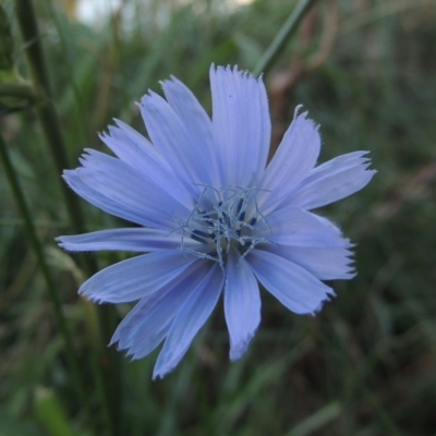 Cichorium intybus (Chicory) at Monash, ACT - 11 Apr 2016 by michaelb