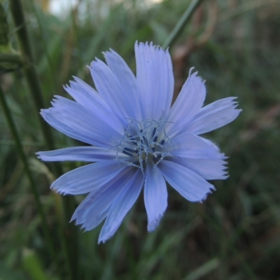 Cichorium intybus (Chicory) at Monash, ACT - 11 Apr 2016 by MichaelBedingfield