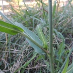 Cichorium intybus at Monash, ACT - 11 Apr 2016