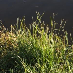 Paspalum distichum at Monash, ACT - 11 Apr 2016