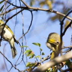 Ptilotula penicillata (White-plumed Honeyeater) at Higgins, ACT - 13 Jun 2016 by Alison Milton