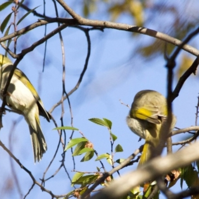 Ptilotula penicillata (White-plumed Honeyeater) at Higgins, ACT - 13 Jun 2016 by AlisonMilton