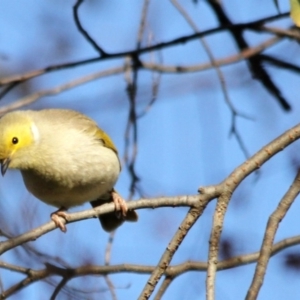 Ptilotula penicillata at Higgins, ACT - 13 Jun 2016