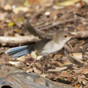 Malurus cyaneus at Higgins, ACT - 13 Jun 2016