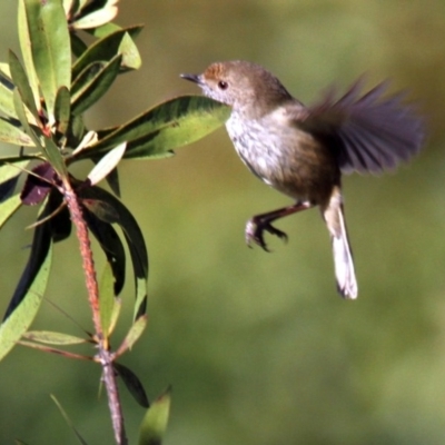 Acanthiza pusilla (Brown Thornbill) at Higgins, ACT - 13 Jun 2016 by Alison Milton