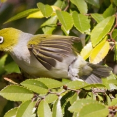 Zosterops lateralis (Silvereye) at Higgins, ACT - 13 Jun 2016 by Alison Milton