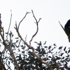 Zanda funerea (Yellow-tailed Black-Cockatoo) at Holt, ACT - 12 Jun 2016 by Alison Milton