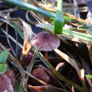 Mycena sp. at Fadden, ACT - 12 Jun 2016