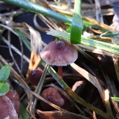 Mycena sp. (Mycena) at Fadden, ACT - 12 Jun 2016 by ArcherCallaway