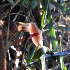 Mycena sp. at Fadden, ACT - 12 Jun 2016