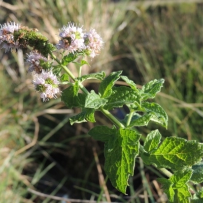 Mentha spicata (Garden Mint) at Monash, ACT - 11 Apr 2016 by MichaelBedingfield