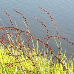 Rumex conglomeratus at Monash, ACT - 11 Apr 2016