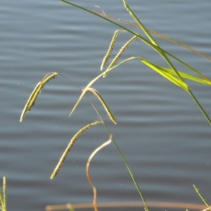 Paspalum dilatatum at Monash, ACT - 11 Apr 2016