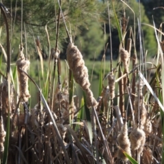 Typha domingensis (Bullrush) at Monash, ACT - 11 Apr 2016 by MichaelBedingfield