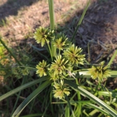 Cyperus eragrostis (Umbrella Sedge) at Monash, ACT - 11 Apr 2016 by michaelb