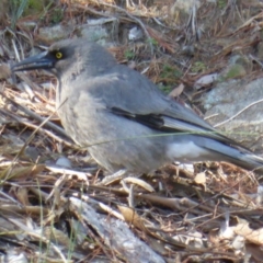 Strepera versicolor (Grey Currawong) at Isaacs, ACT - 13 Jun 2016 by Mike