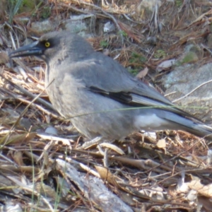 Strepera versicolor at Isaacs, ACT - 13 Jun 2016