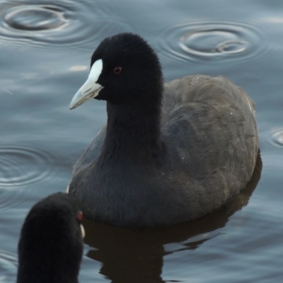 Fulica atra (Eurasian Coot) at Tuggeranong Creek to Monash Grassland - 11 Apr 2016 by michaelb