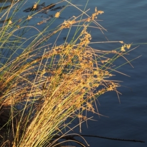 Juncus sp. at Monash, ACT - 11 Apr 2016 06:34 PM