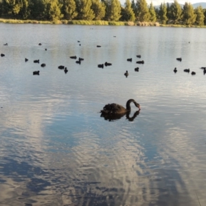 Cygnus atratus at Monash, ACT - 11 Apr 2016 06:32 PM