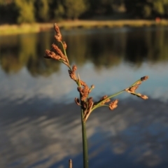 Schoenoplectus tabernaemontani at Monash, ACT - 11 Apr 2016 06:34 PM