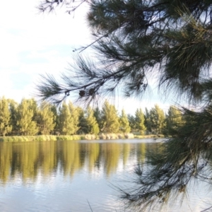 Casuarina cunninghamiana subsp. cunninghamiana at Monash, ACT - 11 Apr 2016 06:36 PM