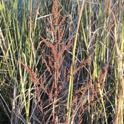 Rumex crispus (Curled Dock) at Tuggeranong Creek to Monash Grassland - 11 Apr 2016 by michaelb