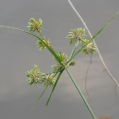 Cyperus eragrostis (Umbrella Sedge) at Monash, ACT - 11 Apr 2016 by michaelb