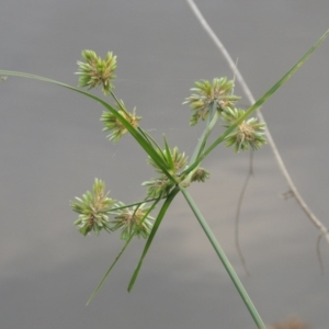 Cyperus eragrostis at Monash, ACT - 11 Apr 2016