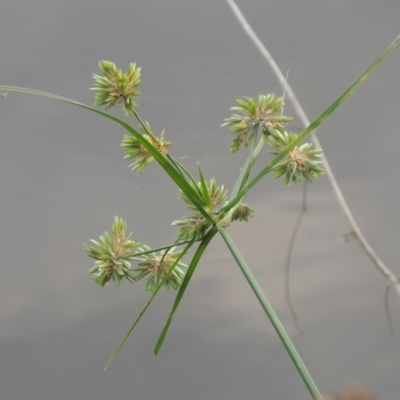 Cyperus eragrostis (Umbrella Sedge) at Tuggeranong Creek to Monash Grassland - 11 Apr 2016 by michaelb