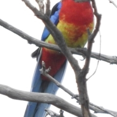 Platycercus eximius (Eastern Rosella) at Belconnen, ACT - 22 Apr 2016 by RyuCallaway