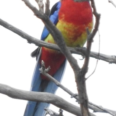 Platycercus eximius (Eastern Rosella) at Belconnen, ACT - 22 Apr 2016 by RyuCallaway