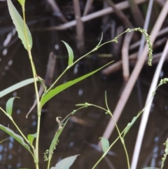 Persicaria hydropiper (Water Pepper) at Tuggeranong Creek to Monash Grassland - 11 Apr 2016 by michaelb