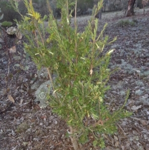 Styphelia triflora at Majura, ACT - 14 Jun 2016 04:51 PM