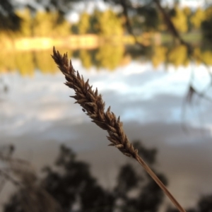 Carex appressa at Monash, ACT - 11 Apr 2016