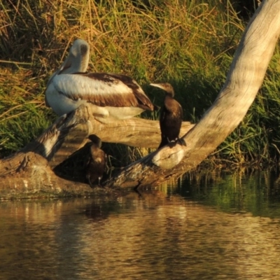 Phalacrocorax sulcirostris (Little Black Cormorant) at Tuggeranong Creek to Monash Grassland - 11 Apr 2016 by michaelb