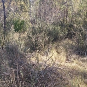 Bossiaea grayi at Kambah, ACT - 14 Jun 2016