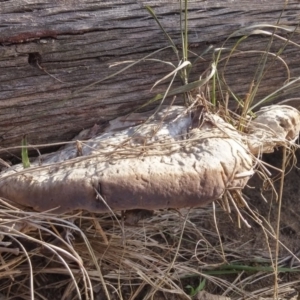 Trametes sp. at Paddys River, ACT - 14 Jun 2016 02:10 PM