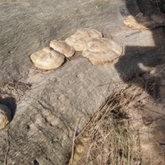 Trametes sp. at Paddys River, ACT - 14 Jun 2016