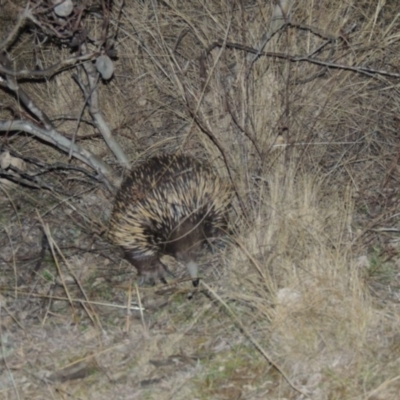 Tachyglossus aculeatus (Short-beaked Echidna) at Tennent, ACT - 13 Aug 2015 by michaelb