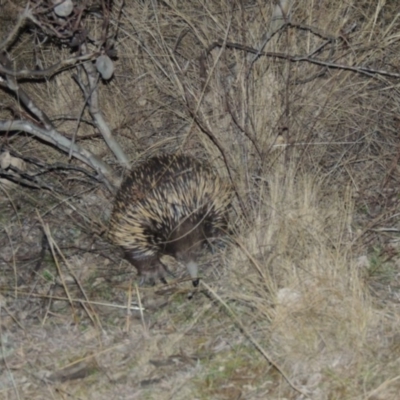 Tachyglossus aculeatus (Short-beaked Echidna) at Tennent, ACT - 13 Aug 2015 by MichaelBedingfield