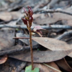 Acianthus collinus at Aranda, ACT - suppressed